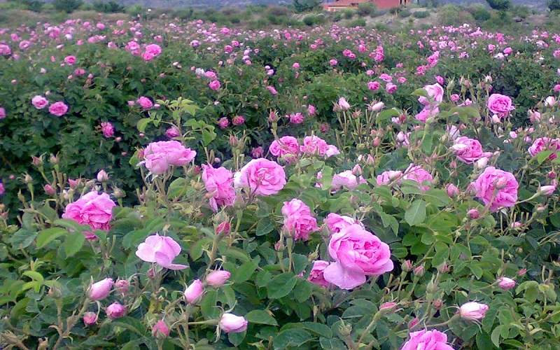 توسعه مزارع گلمحمدی در زهک با آبیاری نوین
