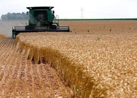 آغاز برداشت خوشه‌های طلایی گندم در زاهدان