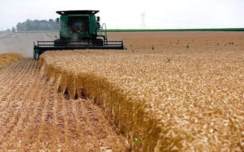 آغاز برداشت خوشه‌های طلایی گندم در زاهدان