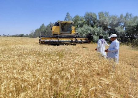 ۲۱ هزار تن خرید گندم نان در سیستان‌وبلوچستان