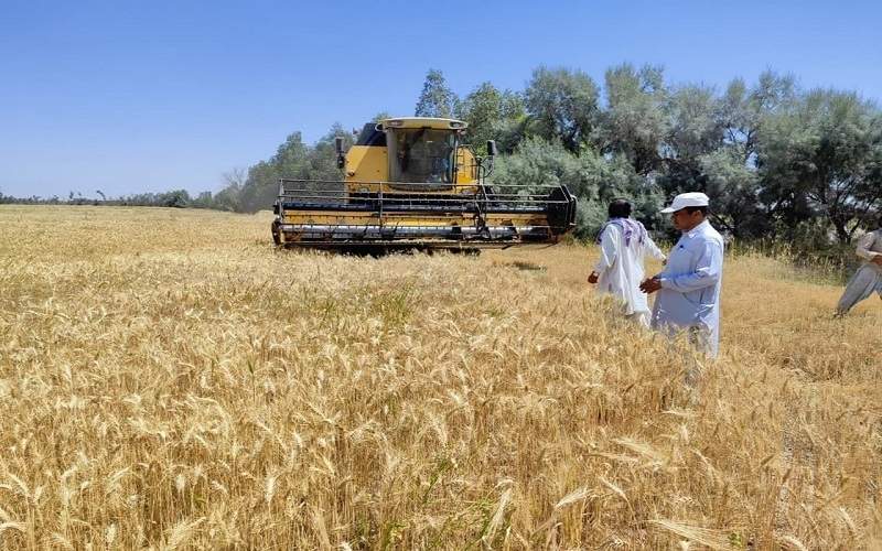۲۱ هزار تن خرید گندم نان در سیستان‌وبلوچستان