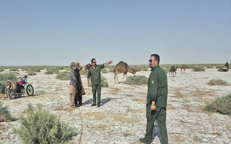 جمع آوری ۱۰۰ شتر غیرمجاز از تالاب بینالمللی هامون