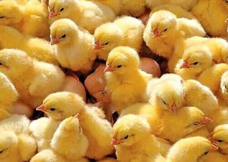 نظارت دامپزشکی نیکشهر بر ۳۰۰ هزار قطعه جوجه‌ریزی