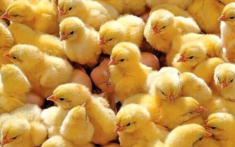 نظارت دامپزشکی نیکشهر بر ۳۰۰ هزار قطعه جوجهریزی
