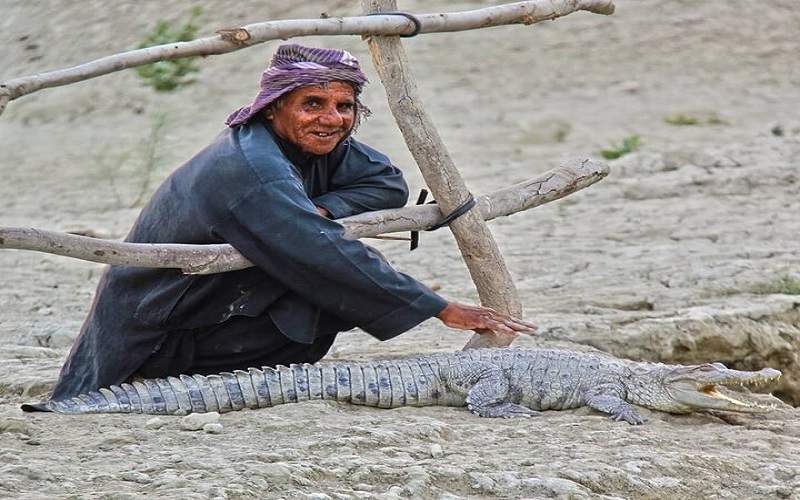 هشدار چابهار درباره افزایش تهاجم گاندوها در زادآوری