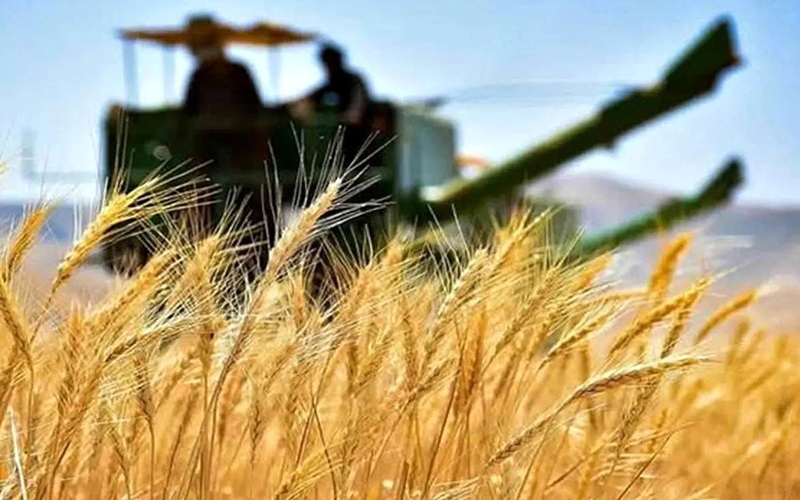 خرید تضمینی گندم، محور تقویت تولید ملی کشور