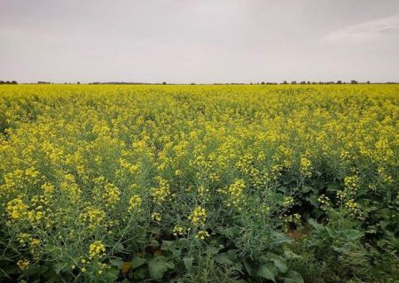 تولید بیش از ۳۲۰ تن کلزا در دلگان