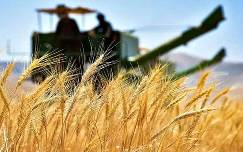 خریداری ۱۱۵ هزار تن گندم در سیستانوبلوچستان