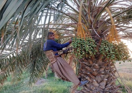 آغاز عملیات مچ‌بند در ۸۵۰۰ هکتار نخلستان‌ دلگان