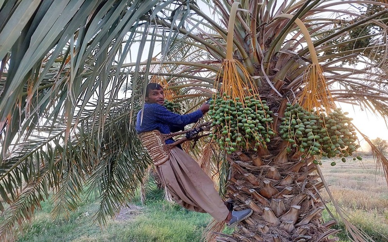 آغاز عملیات مچ‌بند در ۸۵۰۰ هکتار نخلستان‌ دلگان