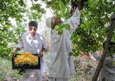 برداشت ۱۰ هزار تن زردآلو در سیستان‌وبلوچستان