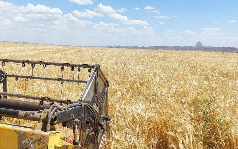 پیشبینی تولید ۷ هزار تن جو در خاش