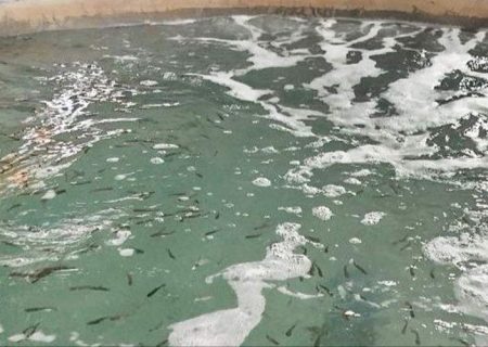 نخستین بچه‌ماهی قزل‌آلا در بنجار رهاسازی شد