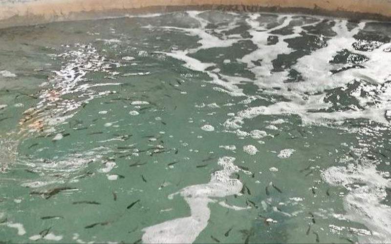 نخستین بچهماهی قزلآلا در بنجار رهاسازی شد