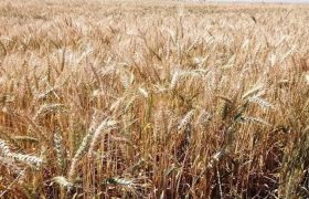 راه‌اندازی مرکز خرید گندم در شهرستان زهک