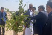 بزرگترین پارک جنگلی جنوب شرق کشور در زاهدان