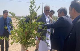 بزرگ‌ترین پارک جنگلی جنوب شرق کشور در زاهدان