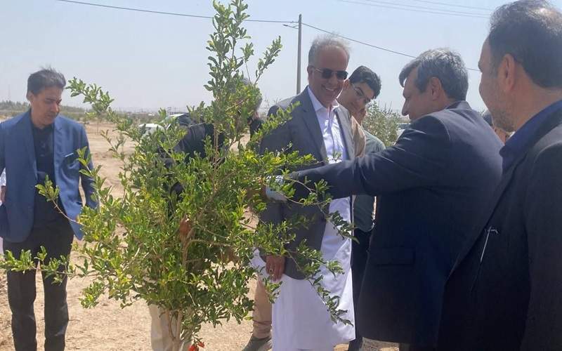 بزرگ‌ترین پارک جنگلی جنوب شرق کشور در زاهدان