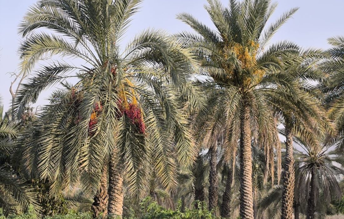 کزوردب؛ روایتی ماندگار از طبیعت و اصالت بلوچستان