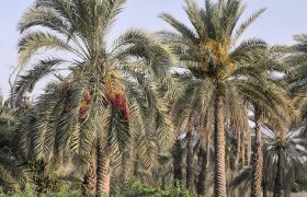 کزوردب؛ روایتی ماندگار از طبیعت و اصالت بلوچستان