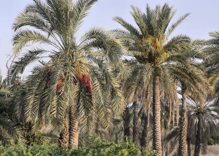 کزوردب؛ روایتی ماندگار از طبیعت و اصالت بلوچستان
