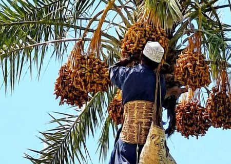 آغاز فصل برداشت خرمای نوبرانه در فنوج