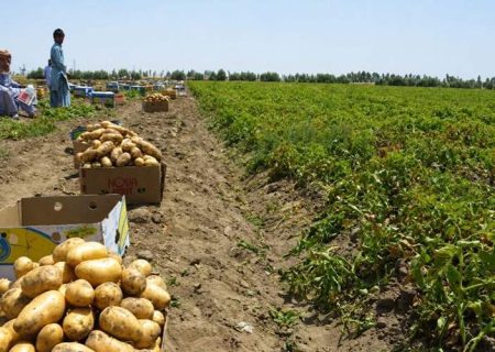 پیش‌بینی برداشت ۲۱۰۰ تن سیب‌زمینی از مزارع خاش
