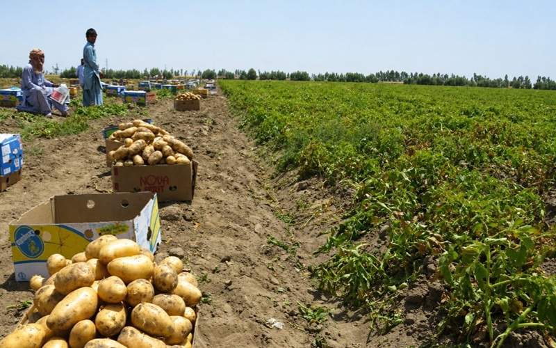 پیش‌بینی برداشت ۲۱۰۰ تن سیب‌زمینی از مزارع خاش