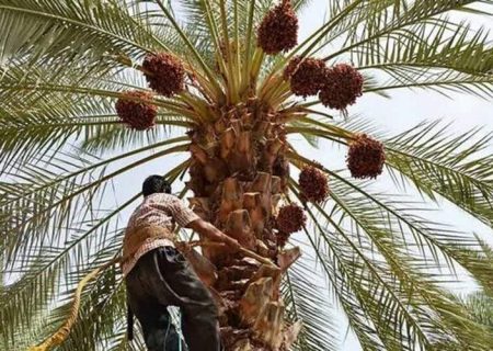 آغاز برداشت خرمای زودرس در دلگان