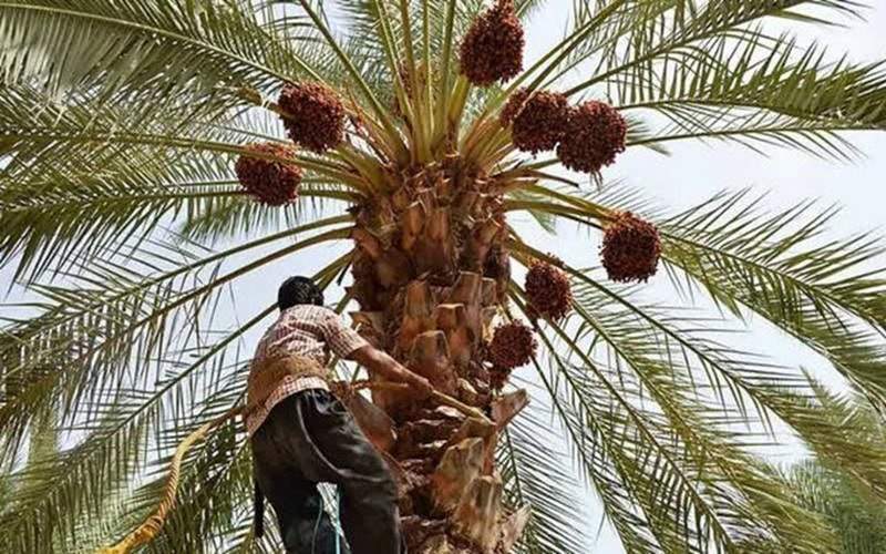 آغاز برداشت خرمای زودرس در دلگان