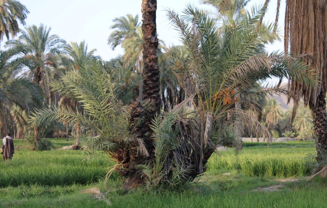 فیروزآباد؛ تابلوی زنده‌ای از زندگی بلوچ