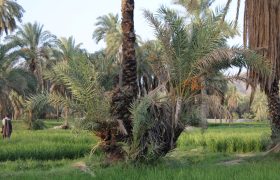 فیروزآباد؛ تابلوی زندهای از زندگی بلوچ