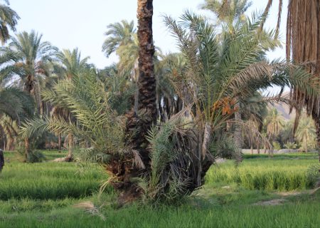 فیروزآباد؛ تابلوی زنده‌ای از زندگی بلوچ