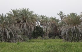 چراغان؛ روایت سبز نخل و شالیزار