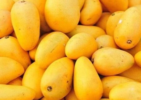برداشت ۱۶ هزار تن انبه در سیستان‌وبلوچستان