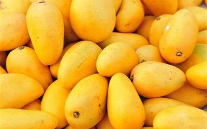 برداشت ۱۶ هزار تن انبه در سیستانوبلوچستان