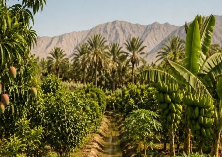 چابهار؛ بهشت محصولات استوایی در انتظار سرمایه‌گذاری