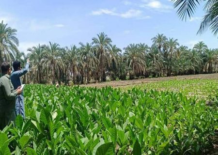 برداشت تنباکو از مزارع فنوج اغاز شد