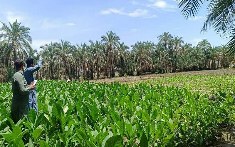برداشت تنباکو از مزارع فنوج اغاز شد
