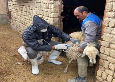 واکسیناسیون ۳۴۷۵ رأس دام علیه طاعون در مهرستان