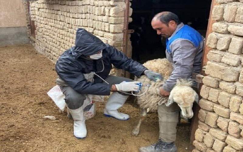 واکسیناسیون ۳۴۷۵ رأس دام علیه طاعون در مهرستان