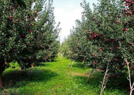 شتاب در صدور شناسنامه بهره‌برداران کشاورزی سیستان‌وبلوچستان