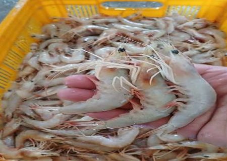 برداشت موفق ۸۵۰ تن میگو در کنارک