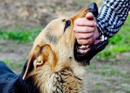 هاری را با کمترین هزینه مهار کنیم