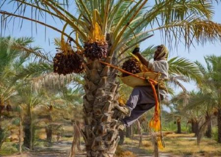 خرمای خاش، دروازه‌ای برای صادرات کشاورزی