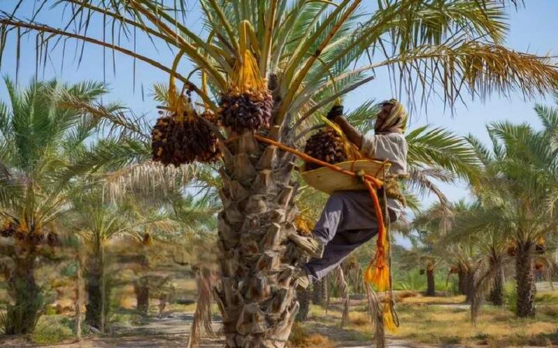خرمای خاش، دروازهای برای صادرات کشاورزی