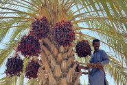 پیش‌بینی برداشت ۲۸ هزار تن خرما در سراوان
