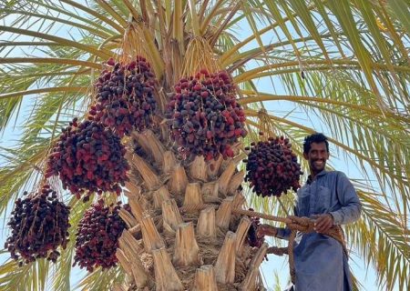 پیش‌بینی برداشت ۲۸ هزار تن خرما در سراوان