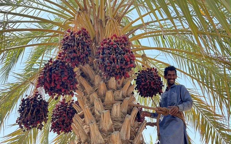 پیشبینی برداشت ۲۸ هزار تن خرما در سراوان