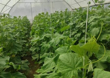 گلخانه‌های خانگی، معیشت روستایی مهرستان را تقویت کردند